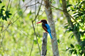 White-throated Kingfisher Langkawi Island(General Area) Sun, 11/24/2019