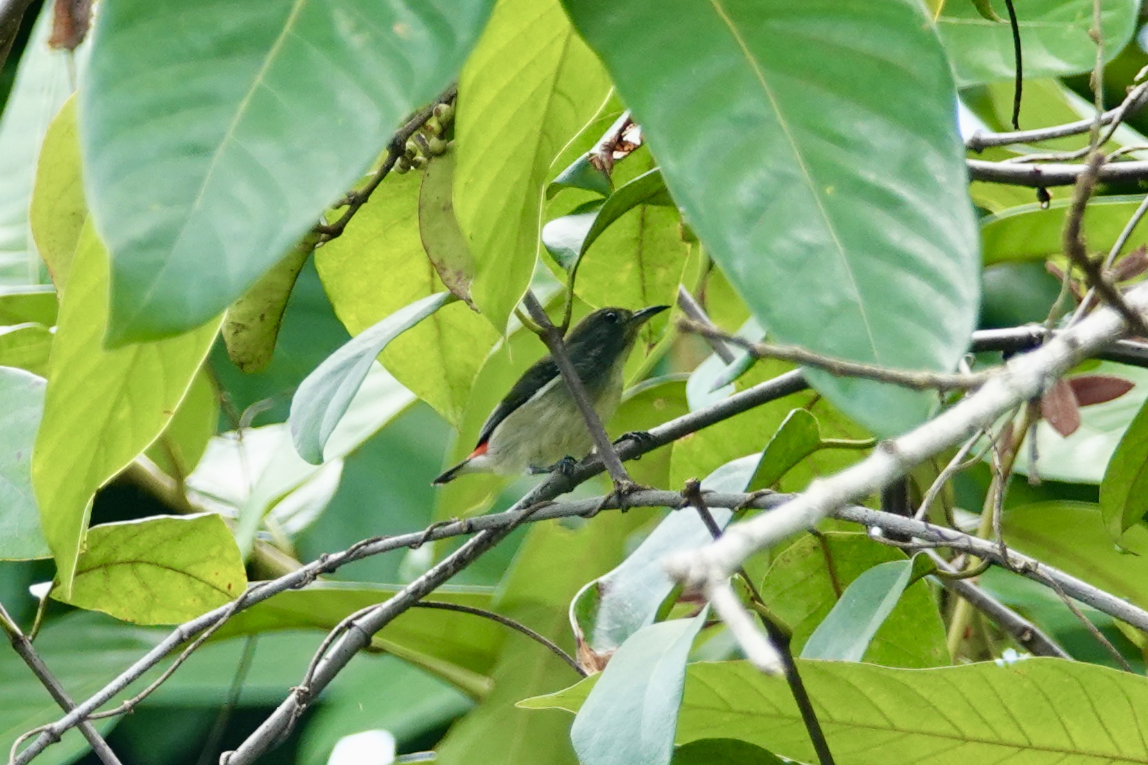 セアカハナドリ