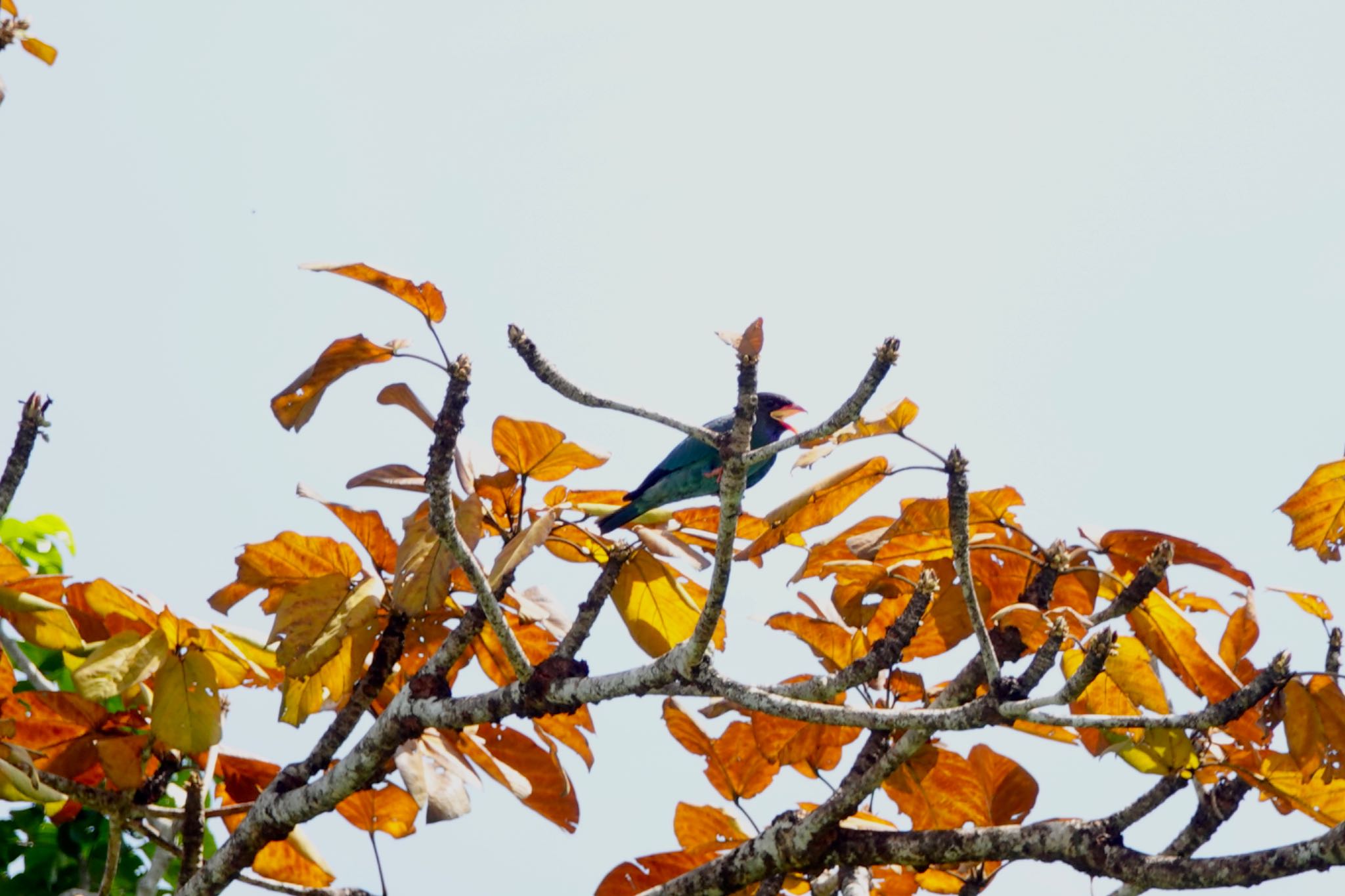 Photo of Oriental Dollarbird at Langkawi Island(General Area) by のどか