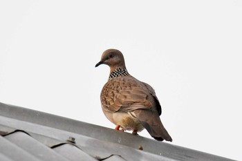 Spotted Dove ケアンズ Sat, 10/12/2019