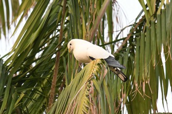 Torresian Imperial Pigeon ケアンズ Sat, 10/12/2019