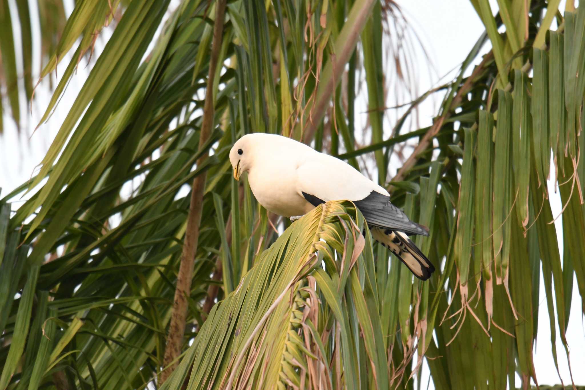 Photo of Torresian Imperial Pigeon at ケアンズ by あひる