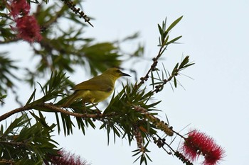 Yellow Honeyeater ケアンズ Sat, 10/12/2019