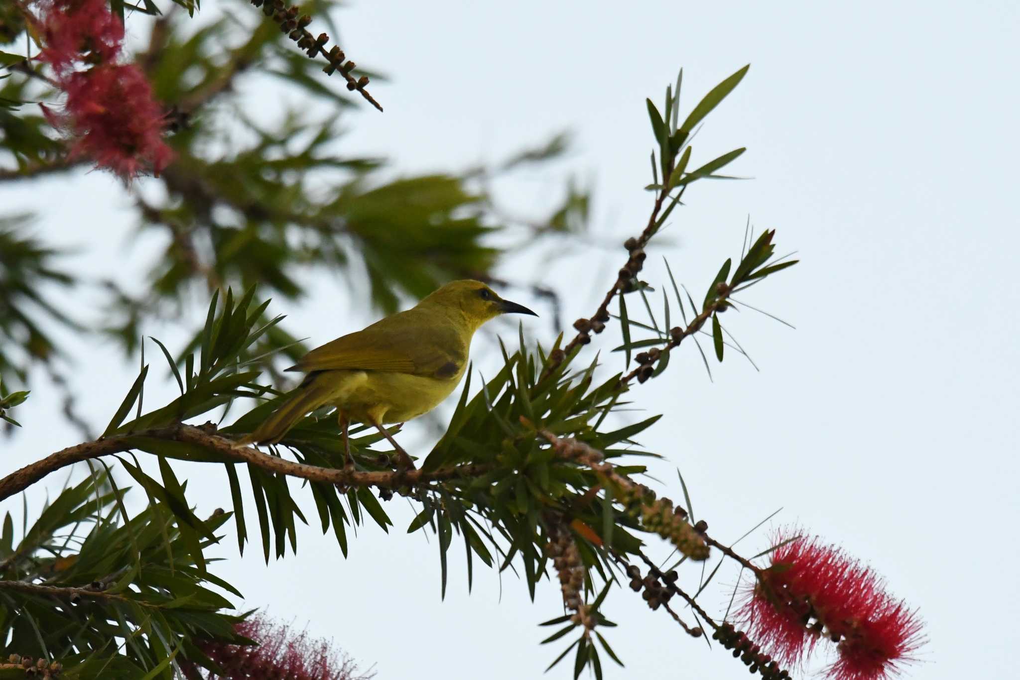 Photo of Yellow Honeyeater at ケアンズ by あひる