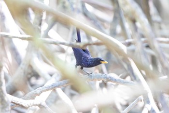 Blue Whistling Thrush Ao Phang-nga NP Thu, 2/28/2019