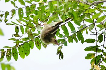 Cream-vented Bulbul