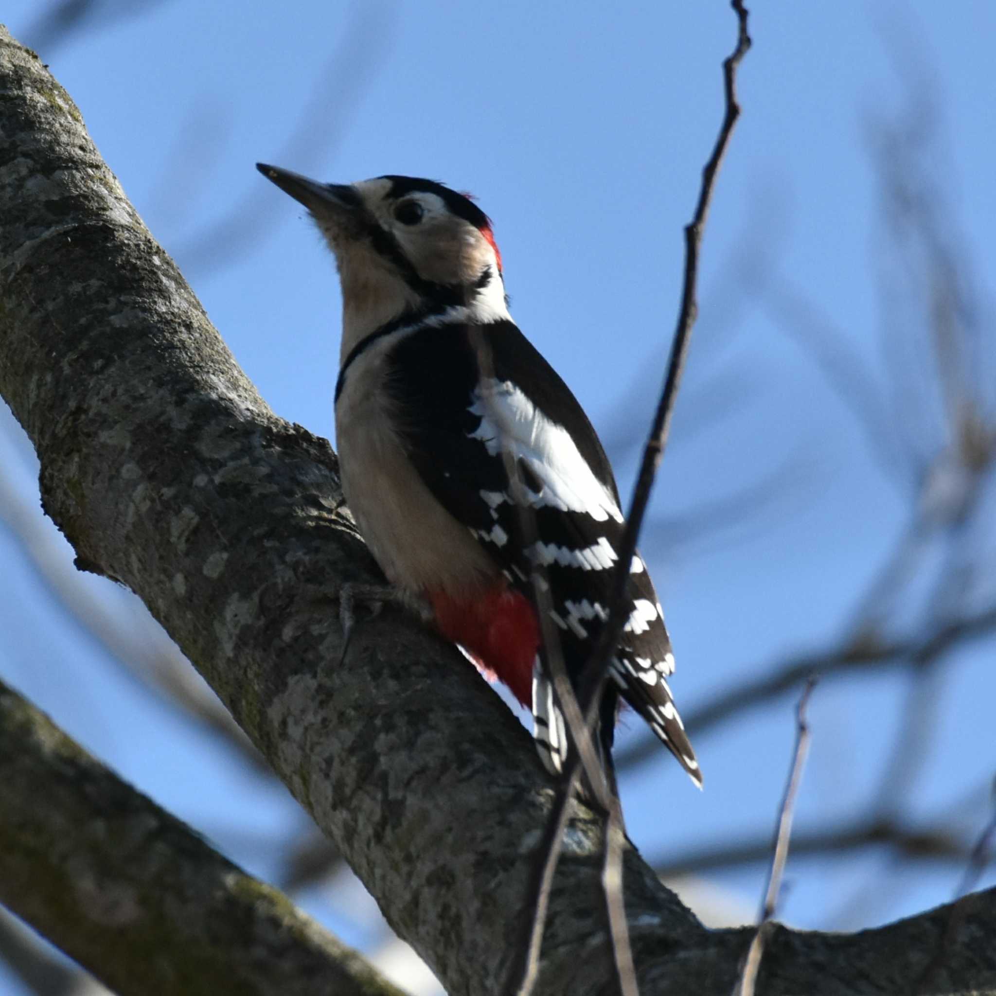 Photo of Great Spotted Woodpecker at 播磨中央公園(兵庫県) by Shunsuke Hirakawa