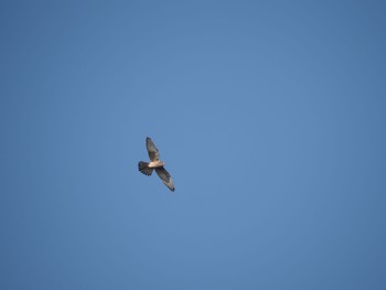 2019年12月14日(土) 葛西臨海公園の野鳥観察記録