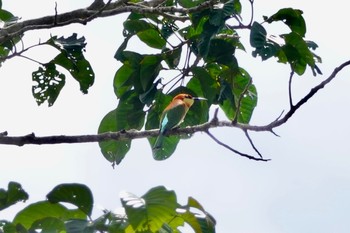 Chestnut-headed Bee-eater Langkawi Island(General Area) Sun, 11/24/2019