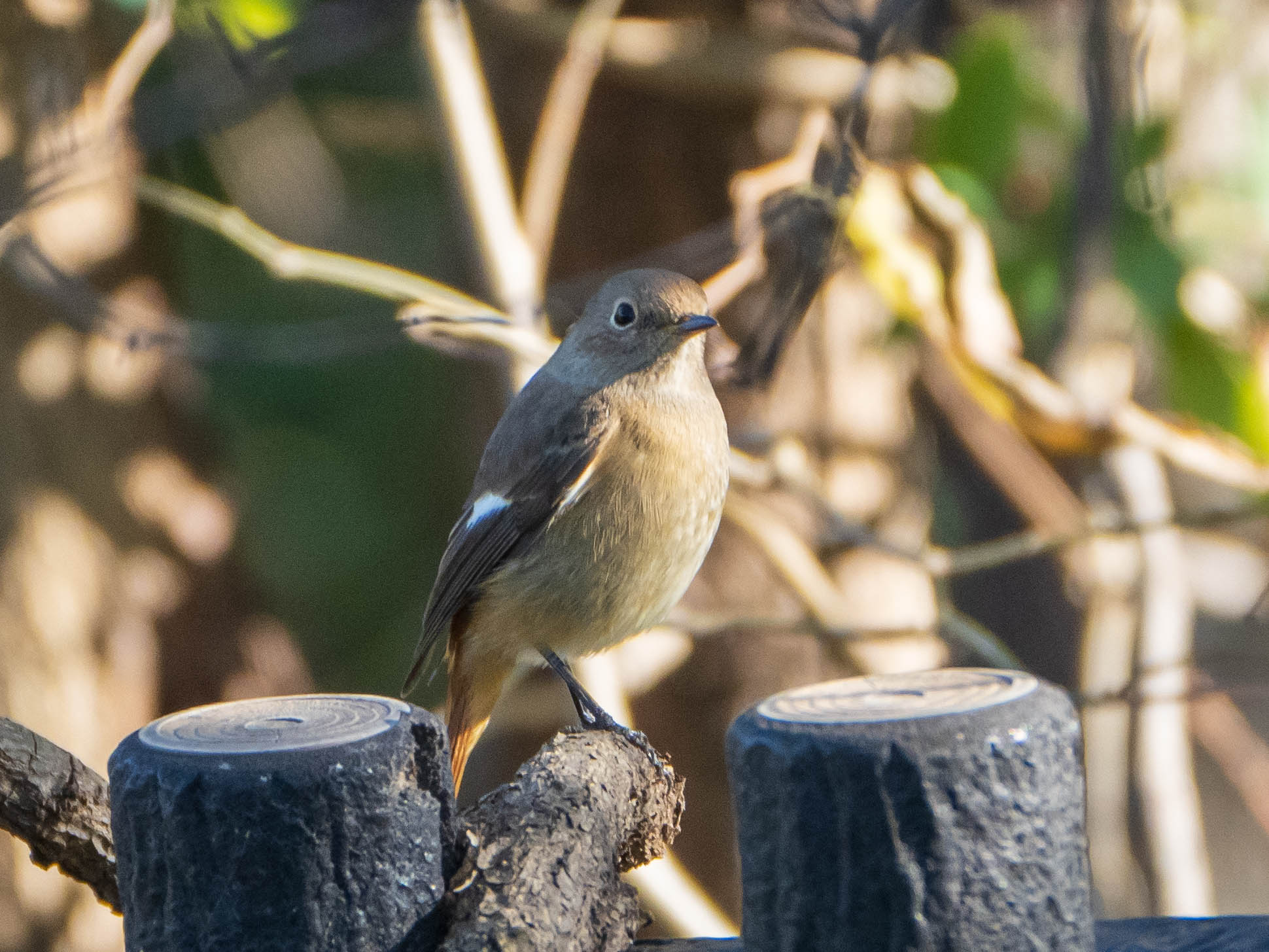 Photo of Daurian Redstart at 芝川第一調節池(芝川貯水池) by ryokawameister