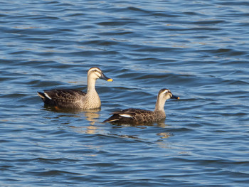 Eastern Spot-billed Duck 芝川第一調節池(芝川貯水池) Sun, 12/8/2019