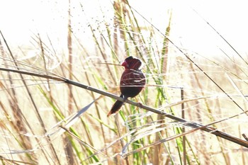 Crimson Finch ケアンズ Sun, 10/13/2019