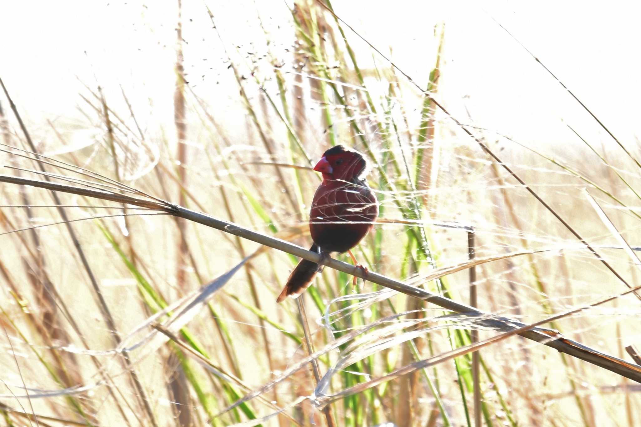 Crimson Finch