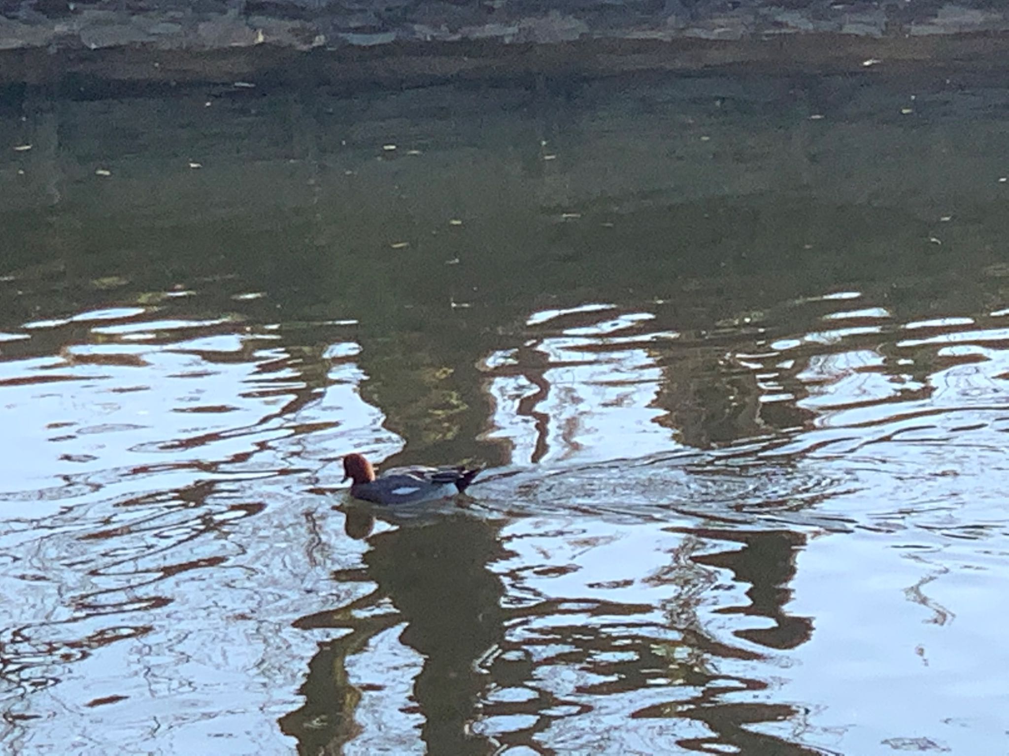 Photo of Eurasian Wigeon at 千波湖 by 涸沼ガイドランナー