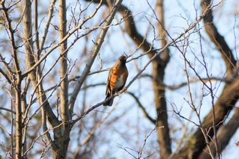 アカハラ 多摩川二ヶ領宿河原堰 2019年12月14日(土)