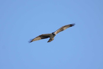 2019年12月14日(土) 多摩川二ヶ領宿河原堰の野鳥観察記録