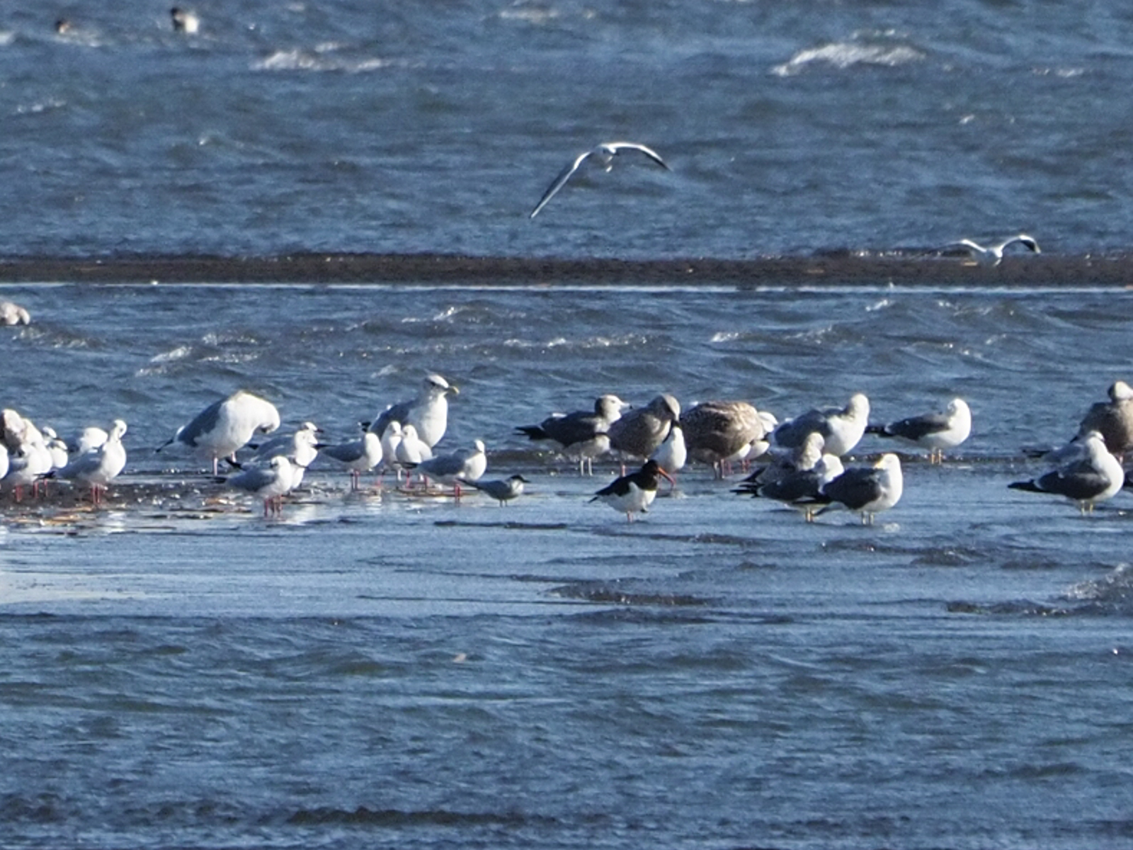 Photo of Common Tern at Kasai Rinkai Park by ふなきち