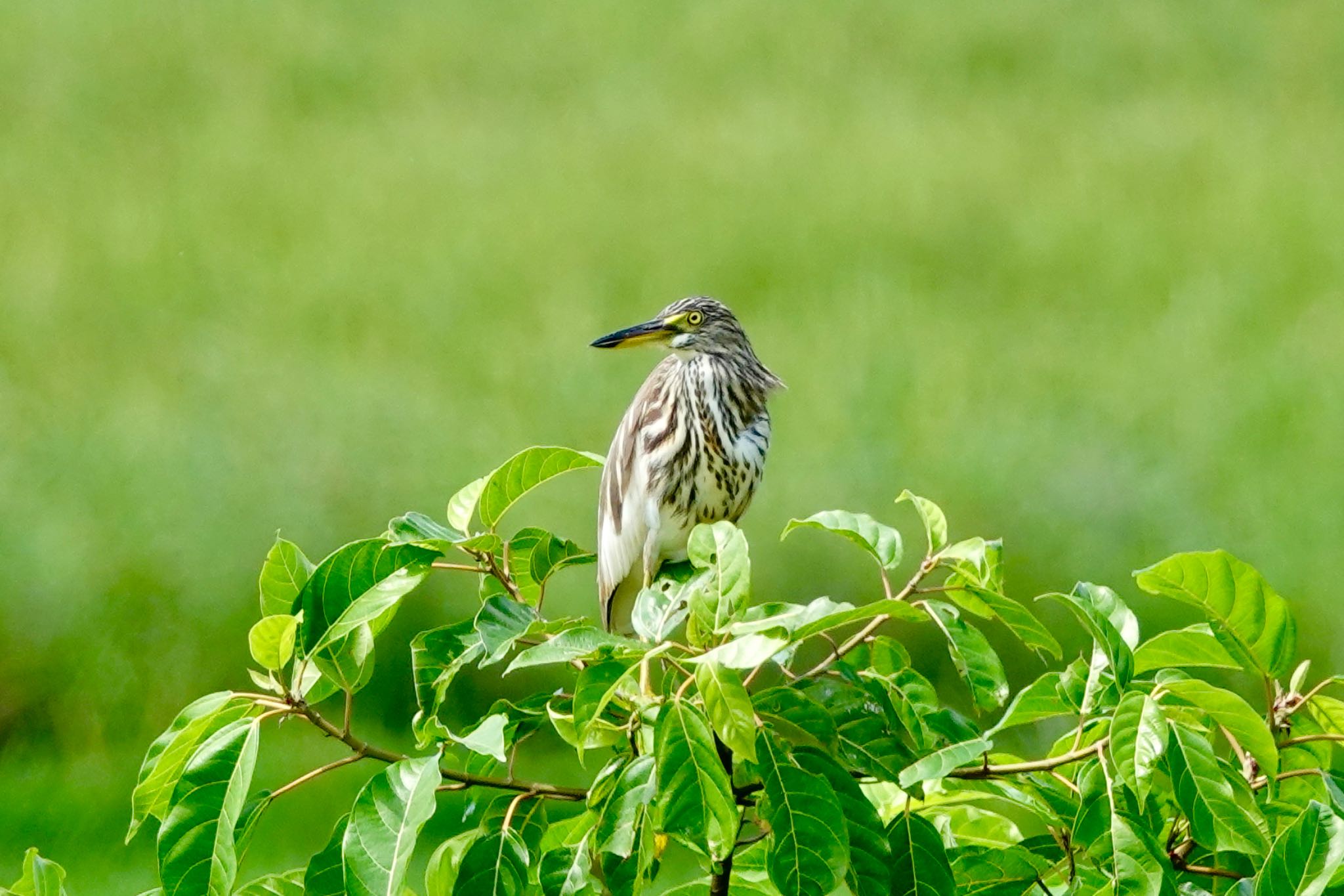 Chinese Pond Heron