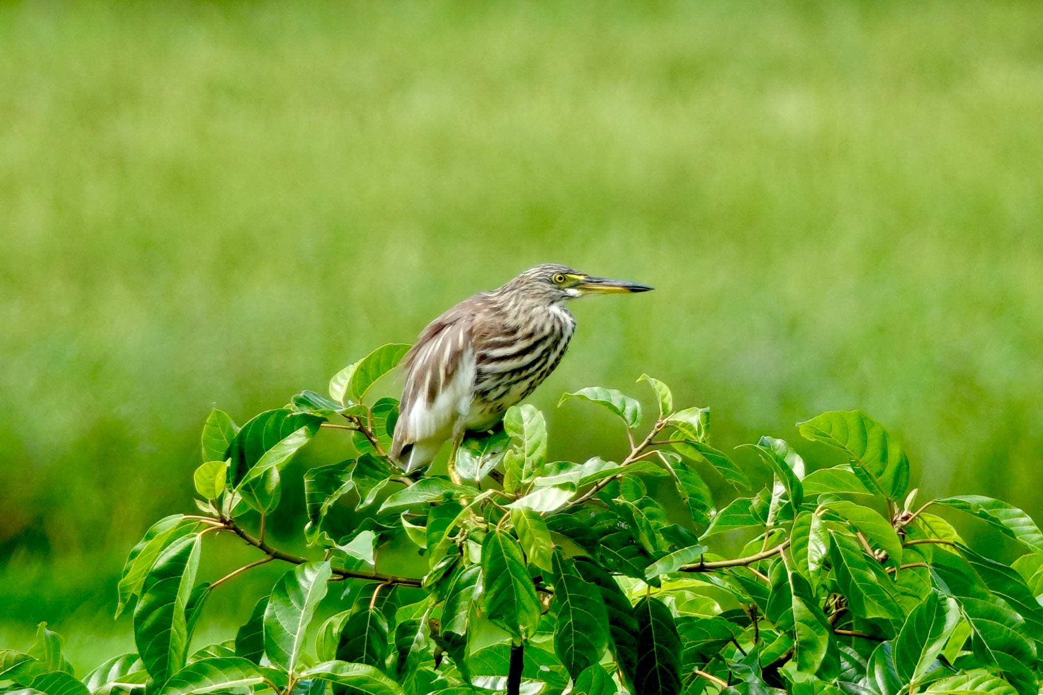 Photo of Chinese Pond Heron at Langkawi Island(General Area) by のどか