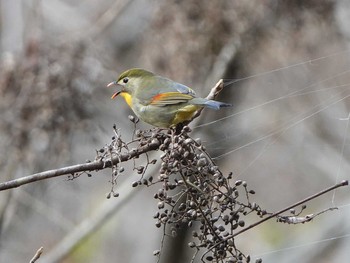 ソウシチョウ 海上の森 2019年12月14日(土)