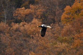 Steller's Sea Eagle 滋賀県 Sat, 12/14/2019