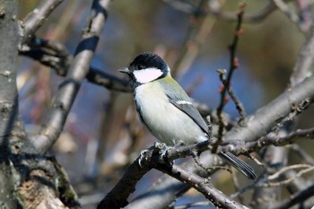 Japanese Tit 町田市 Sat, 12/14/2019