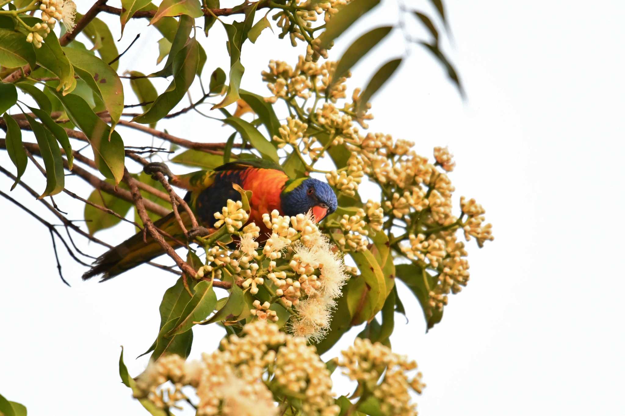 Photo of Rainbow Lorikeet at ケアンズ by あひる