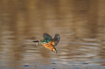 Common Kingfisher Unknown Spots Sat, 12/14/2019