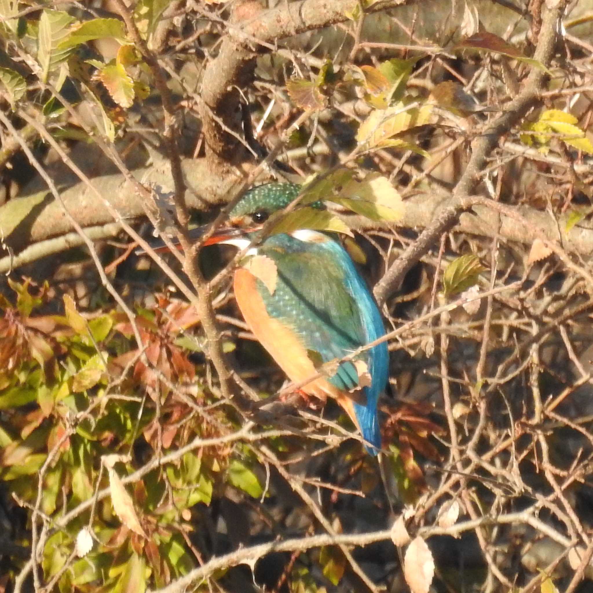Photo of Common Kingfisher at 大堀川水辺公園 by sigsan