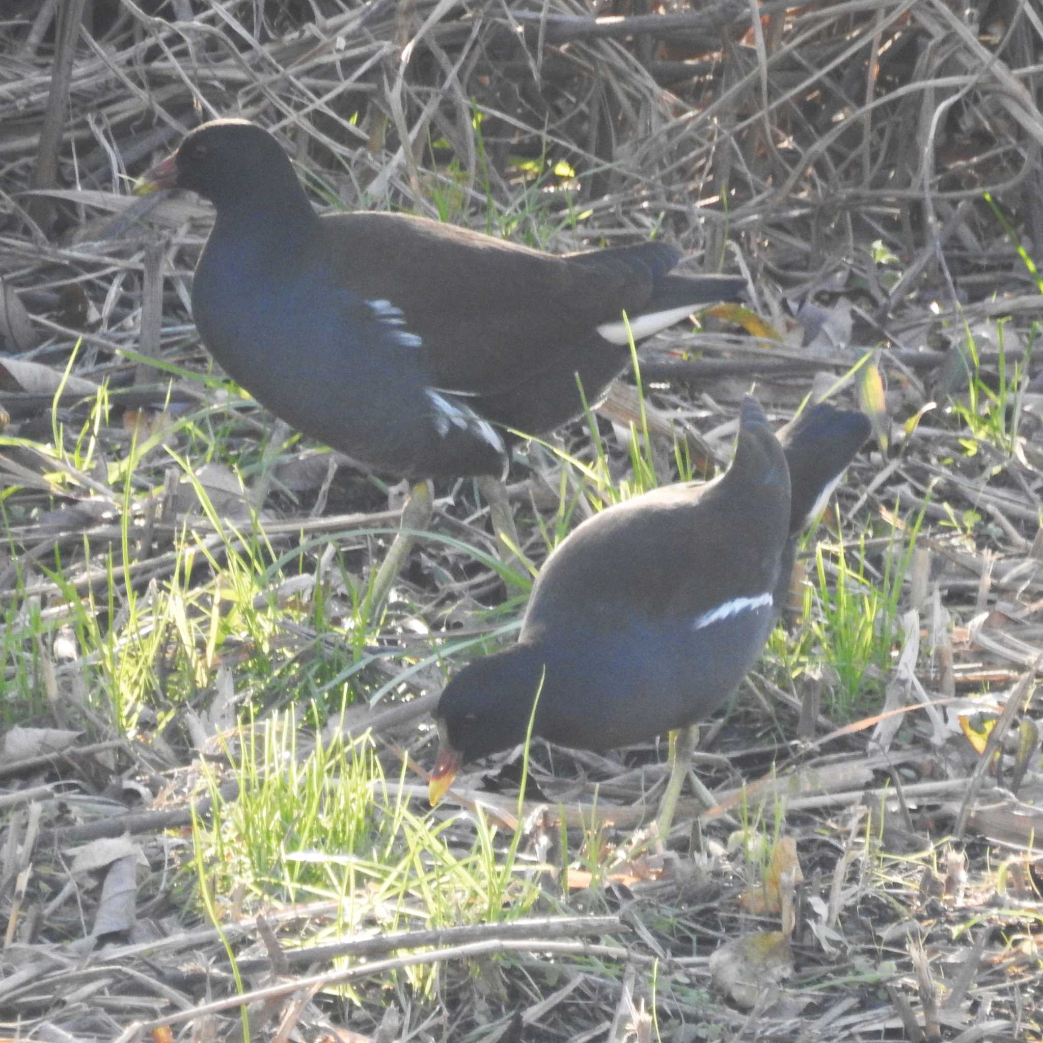 Photo of Common Moorhen at 大堀川水辺公園 by sigsan