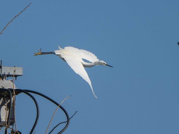 コサギ 芝川第一調節池(芝川貯水池) 2019年12月8日(日)