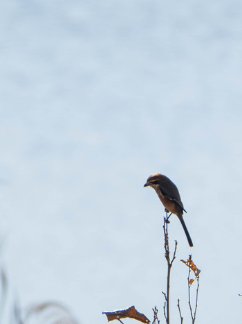 Bull-headed Shrike 芝川第一調節池(芝川貯水池) Sun, 12/8/2019