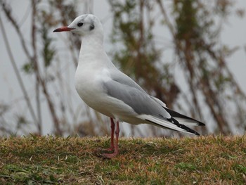 Black-headed Gull Teganuma Wed, 12/11/2019