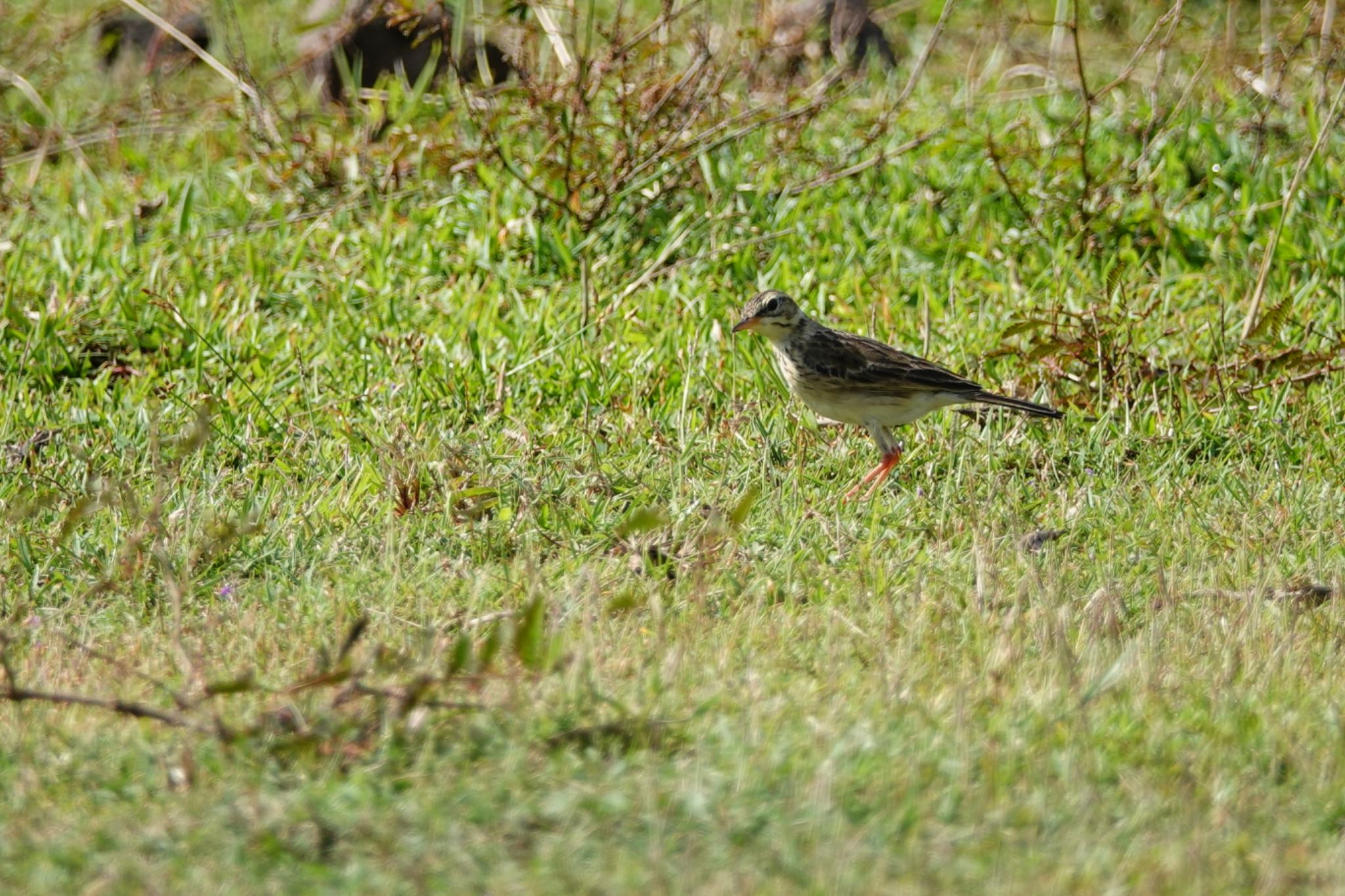 Paddyfield Pipit