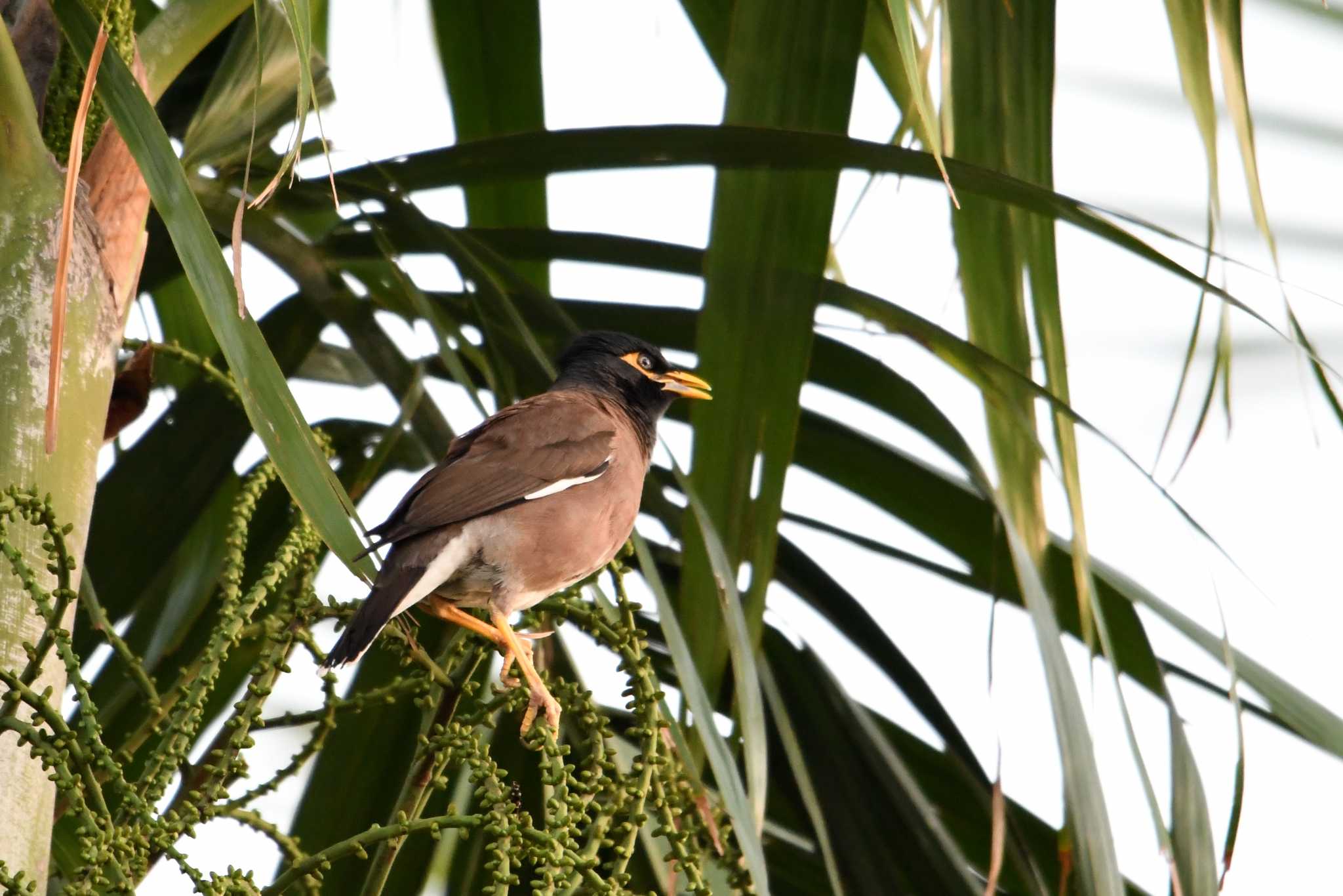 Photo of Common Myna at ケアンズ by あひる