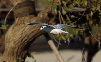 ユリカモメ 大田区 2019年12月14日(土)