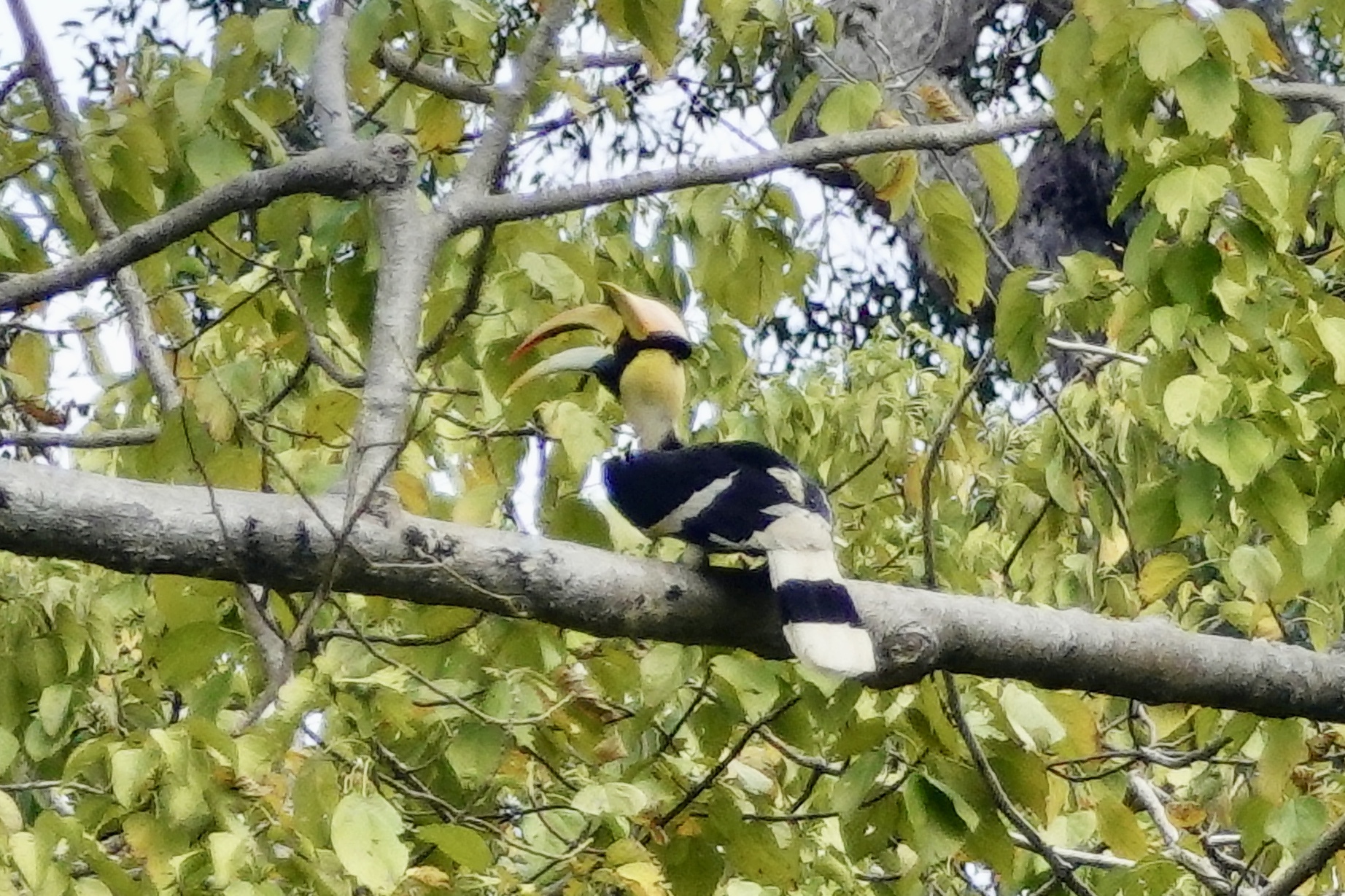 Great Hornbill