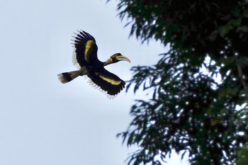 Great Hornbill