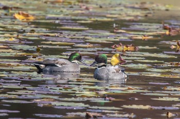 ヨシガモ 三木山森林公園 2019年12月5日(木)