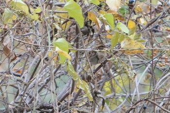 2019年12月14日(土) きずきの森(北雲雀きずきの森)の野鳥観察記録