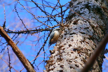 ゴジュウカラ 乾徳山 2019年12月14日(土)