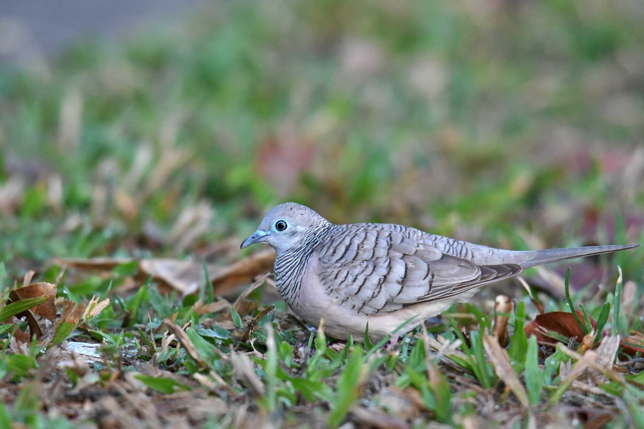 Peaceful Dove