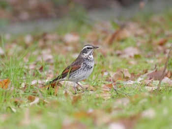 Dusky Thrush 兵庫県神戸市西区 Sun, 12/15/2019