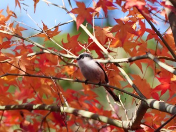 Long-tailed Tit 兵庫県神戸市西区 Sun, 12/15/2019