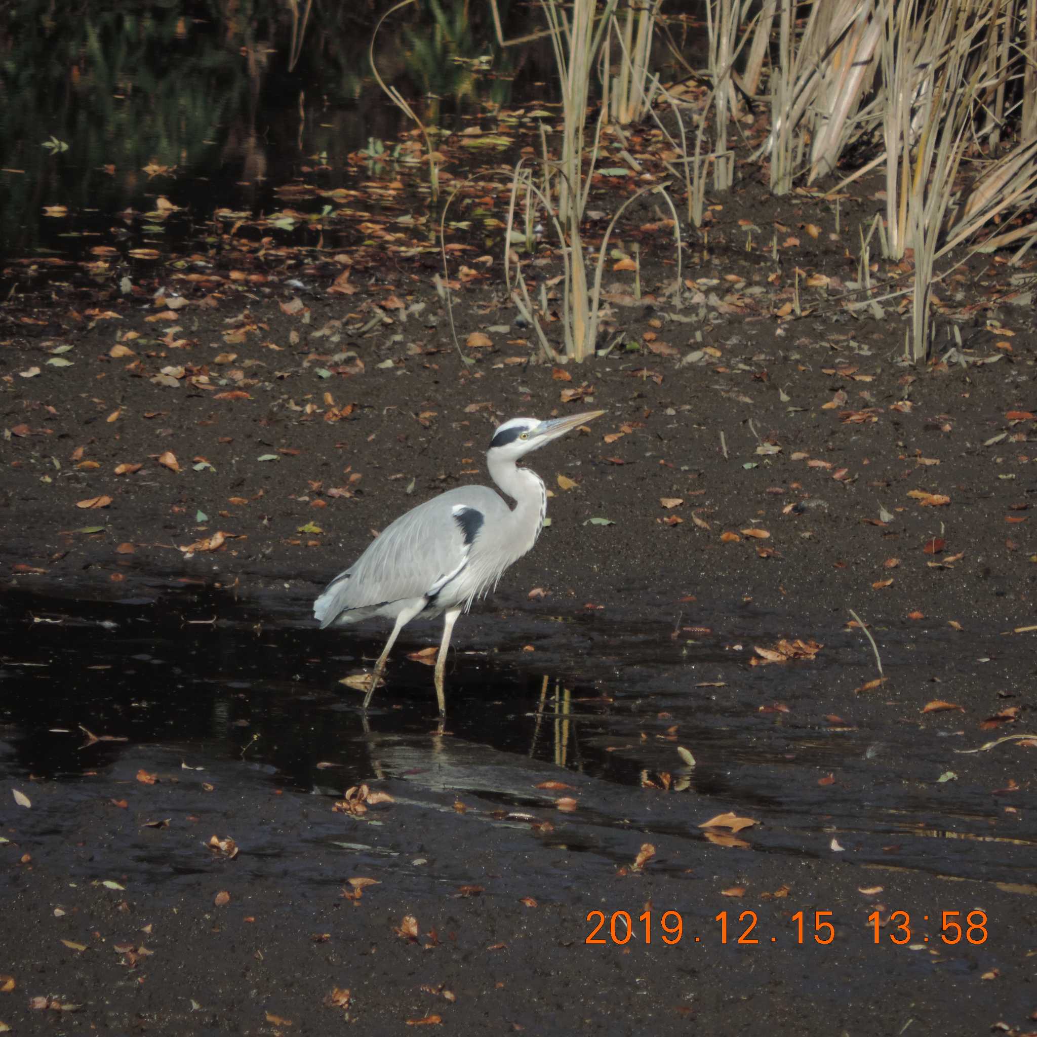 光が丘公園 アオサギの写真 by K2Uchihira