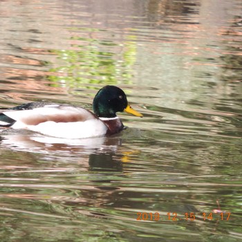 2019年12月15日(日) 光が丘公園の野鳥観察記録