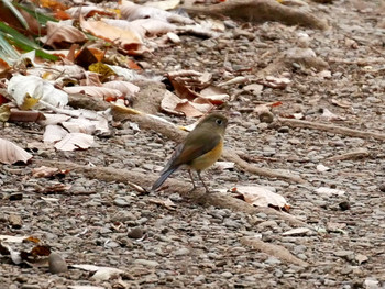 Red-flanked Bluetail Arisugawa-no-miya Memorial Park Sun, 12/15/2019