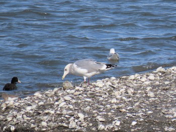 Sun, 12/15/2019 Birding report at Yatsu-higata