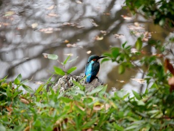 カワセミ 有栖川宮記念公園 2019年12月15日(日)