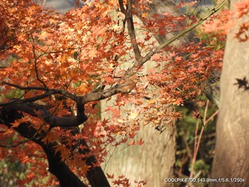 モズ 場所が不明 2019年12月15日(日)